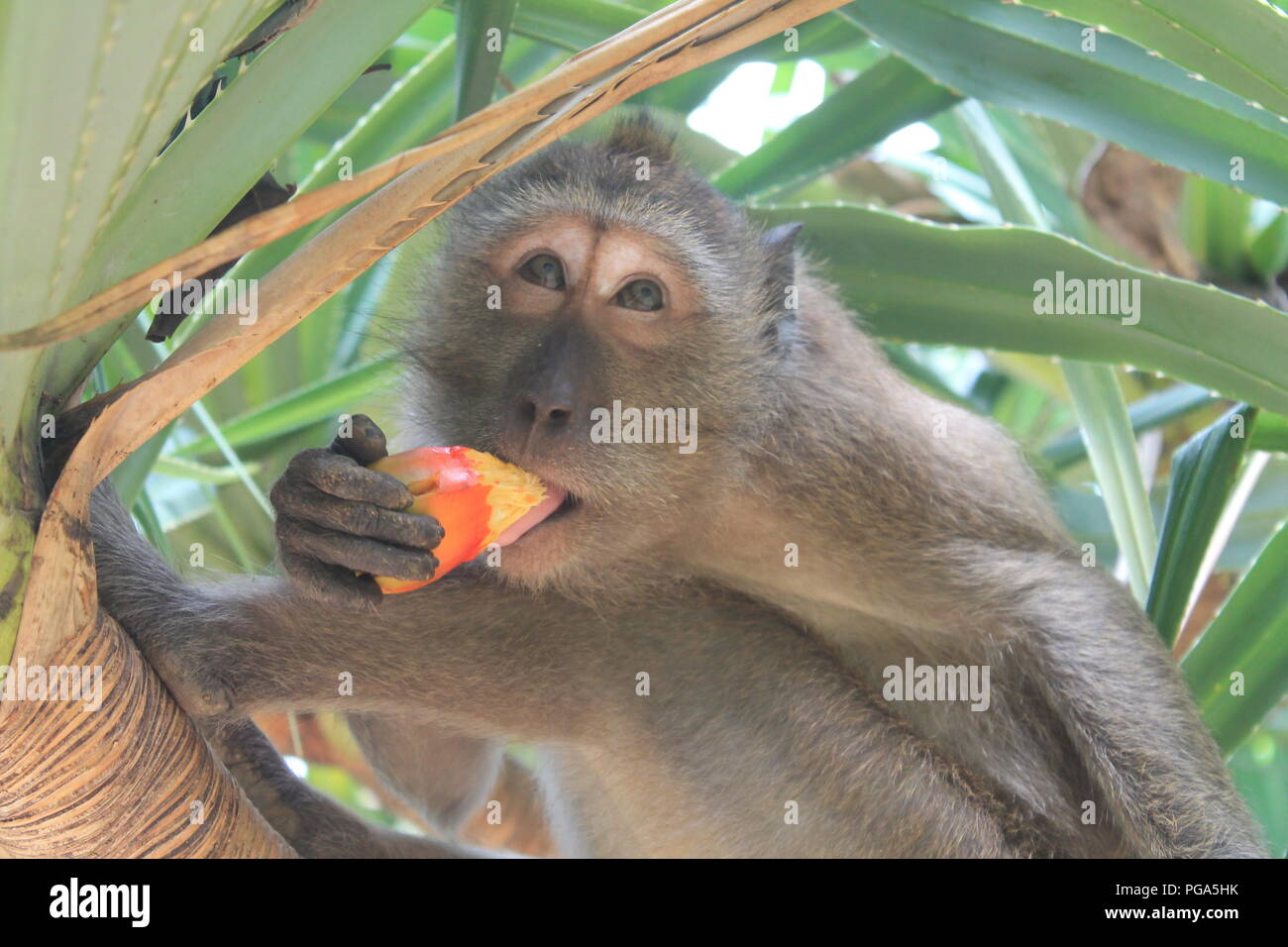 Monkey eating fruit hi-res stock photography and images - Alamy