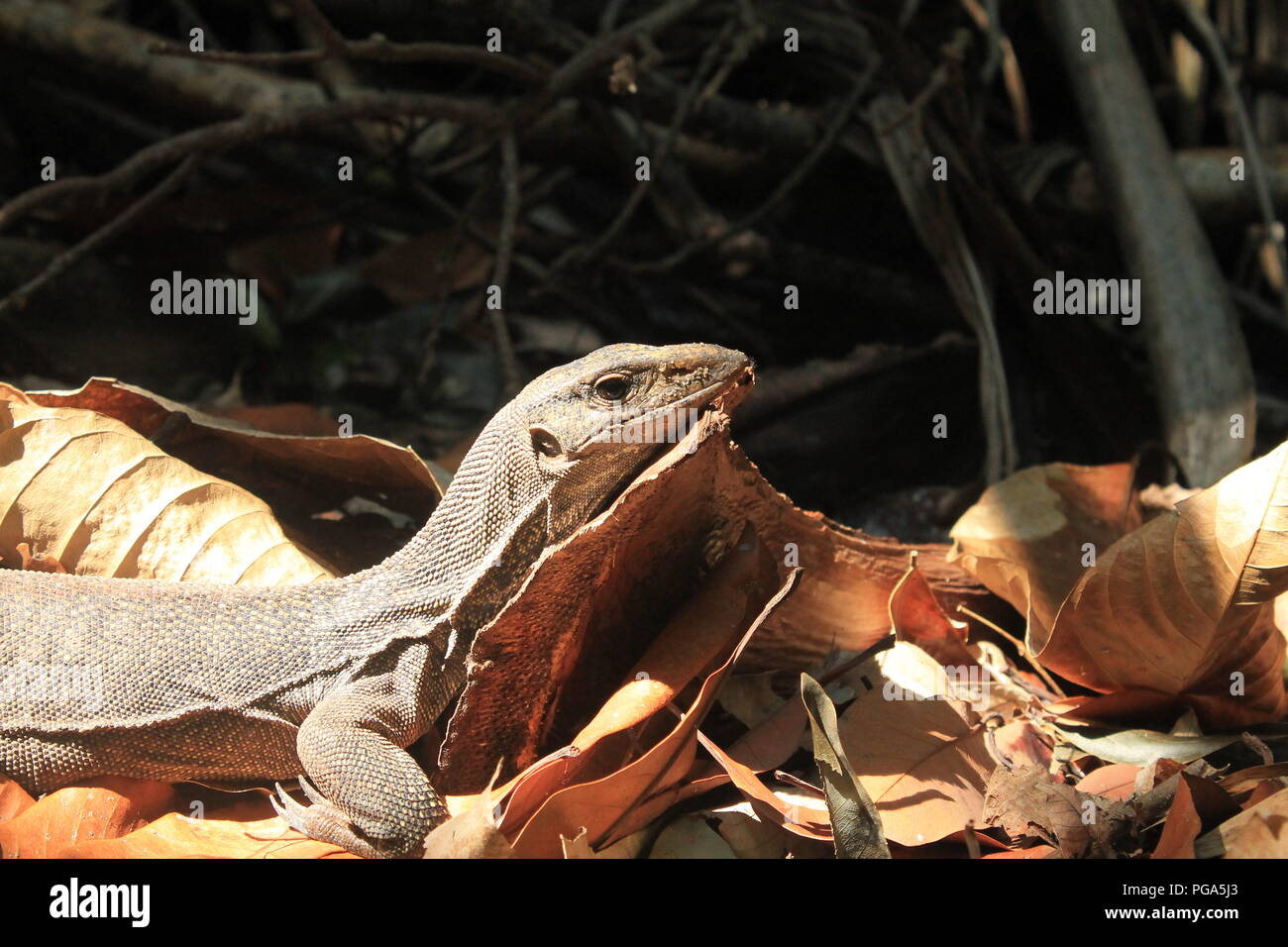 Baby Monitor Lizard High Resolution Stock Photography And Images Alamy