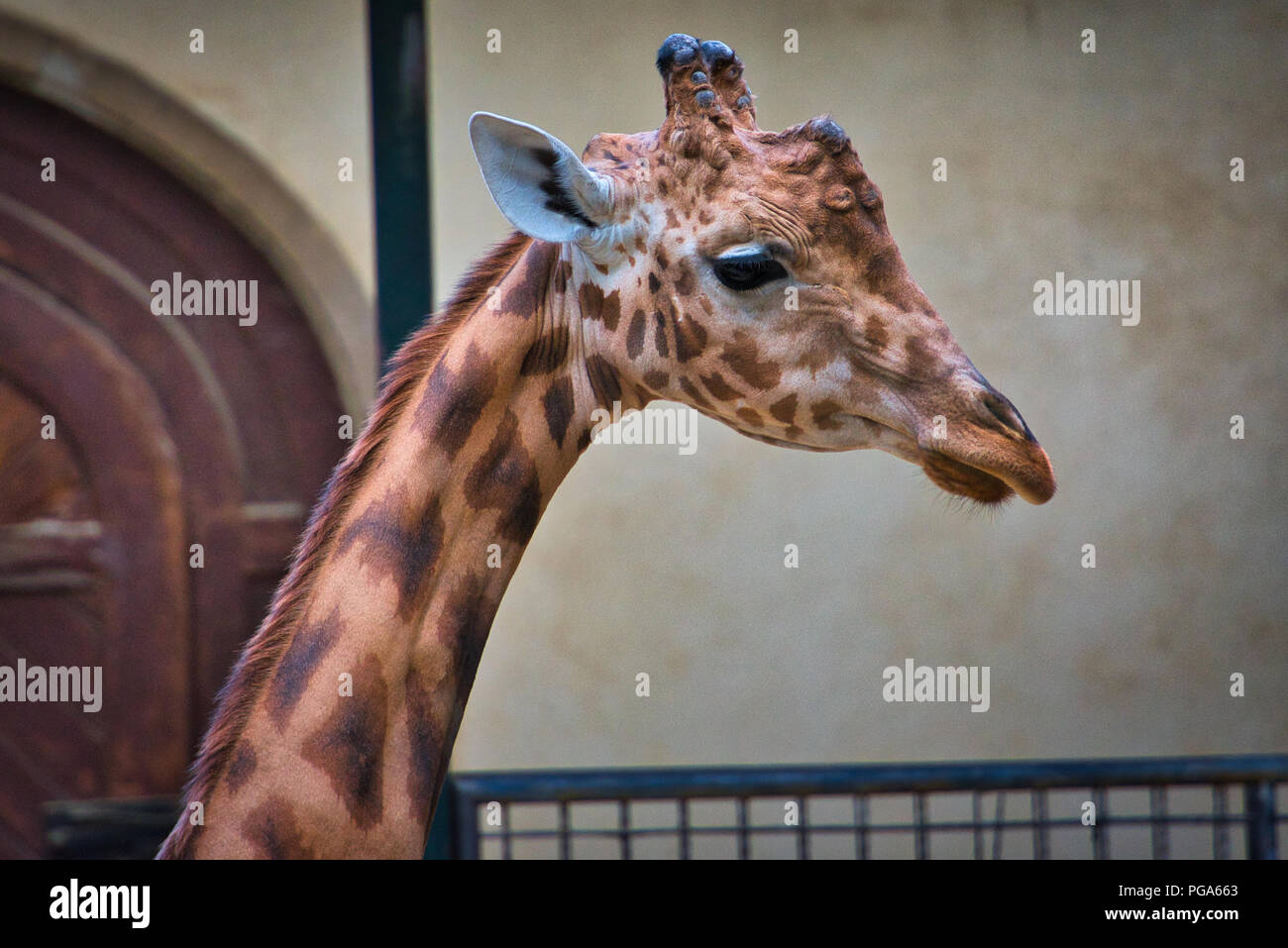 Beautiful giraffe hi-res stock photography and images - Alamy