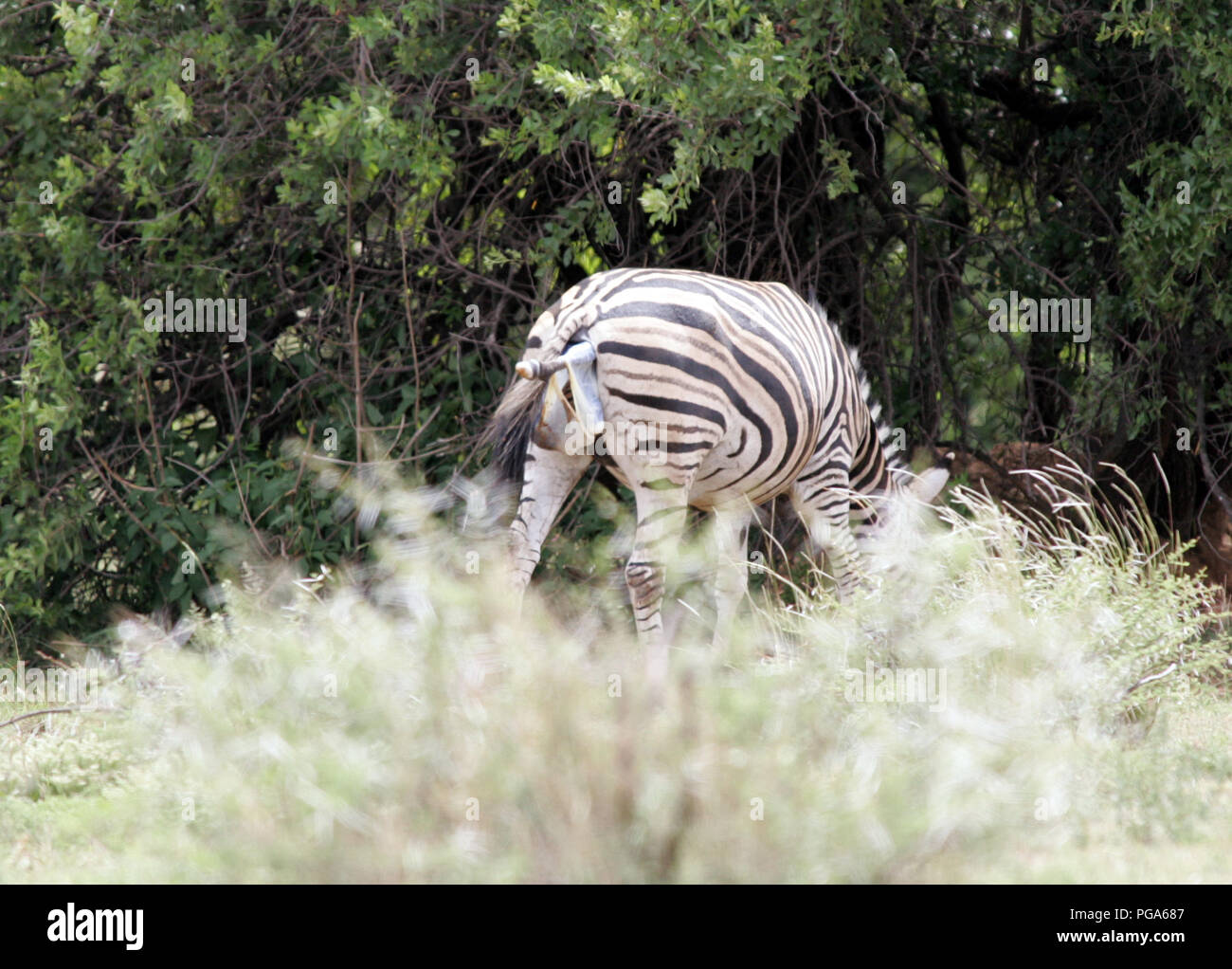 Zebra giving birth and defending new baby. Stock Photo