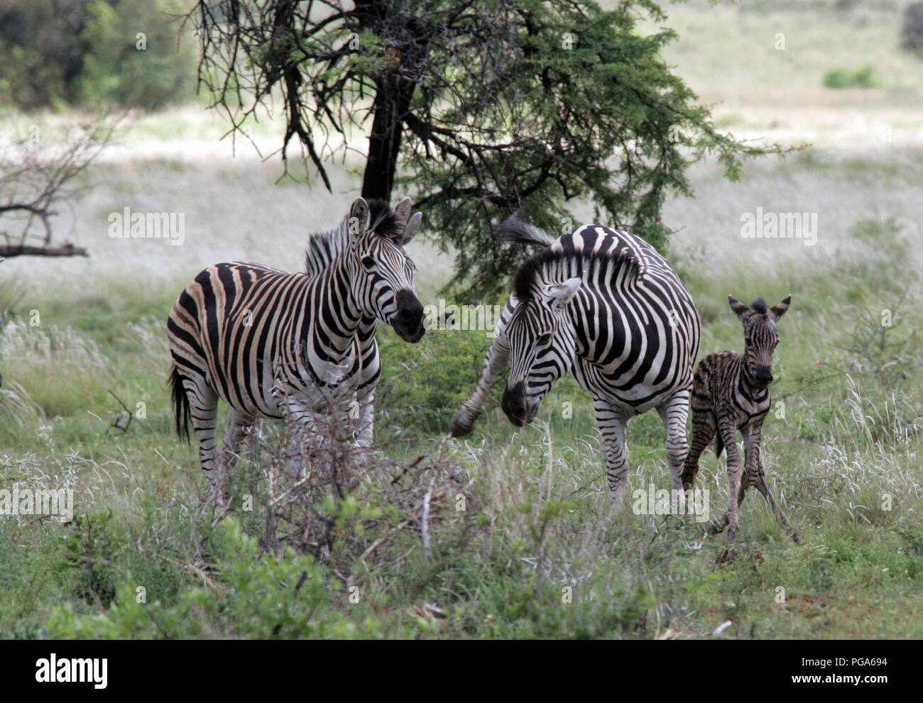 Zebra giving birth and defending new baby. Stock Photo