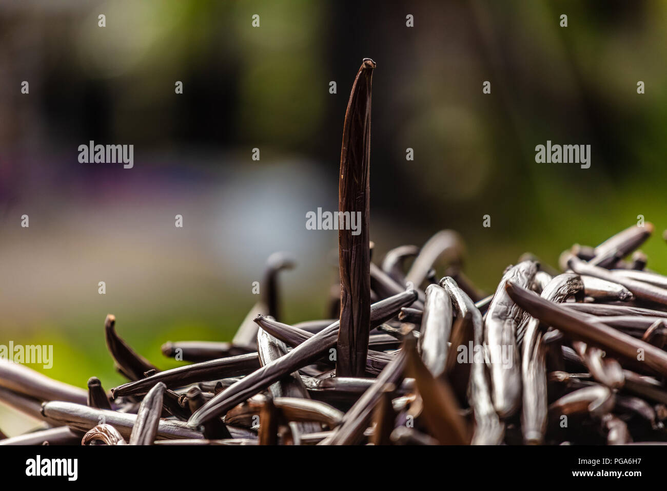 vanilla from Tahiti Stock Photo Alamy