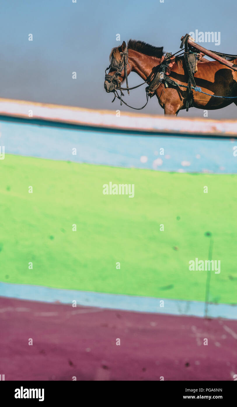 Workhorse; minimal composition with horse standing Stock Photo Alamy