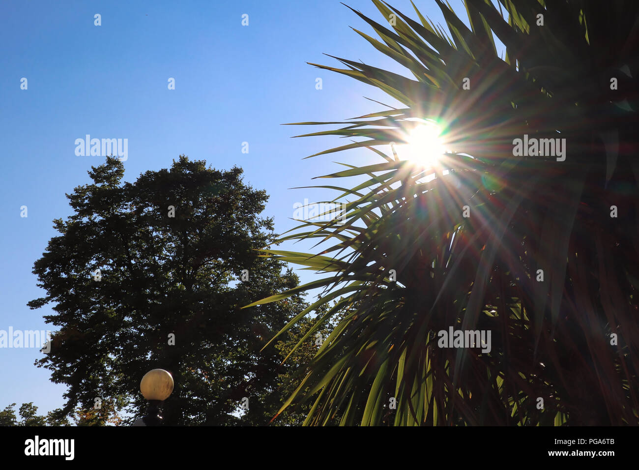 Sunshine through palm hi-res stock photography and images - Alamy