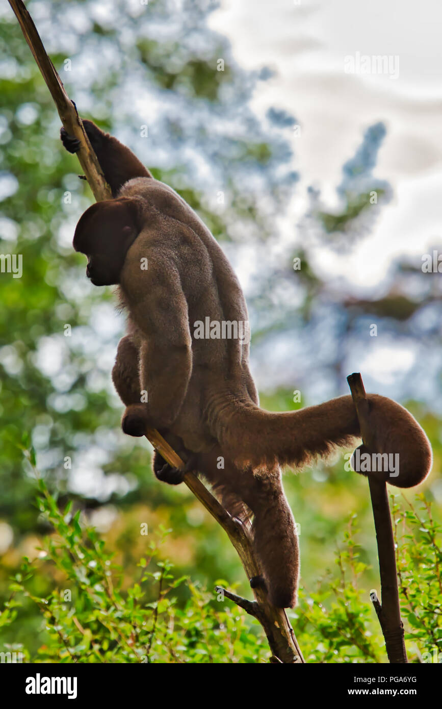 Common Woolly Monkey Stock Photo Alamy