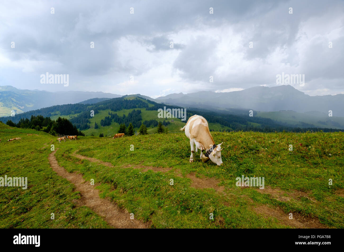 Cow grazing in the Alpine meadow in Switzerland Stock Photo - Alamy