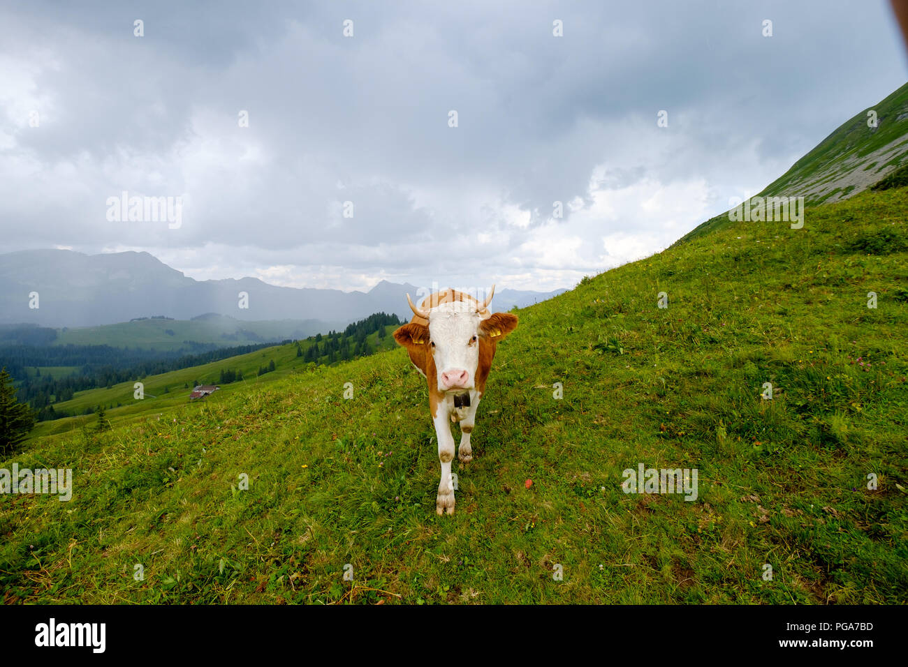 Cow grazing in the Alpine meadow in Switzerland Stock Photo - Alamy