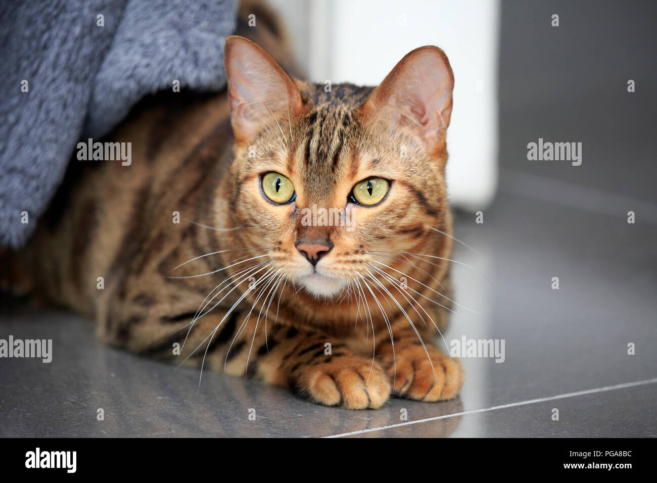 Bengal cat (Felis Catus), Leopardette, adult, peers out from under sofa, Germany Stock Photo