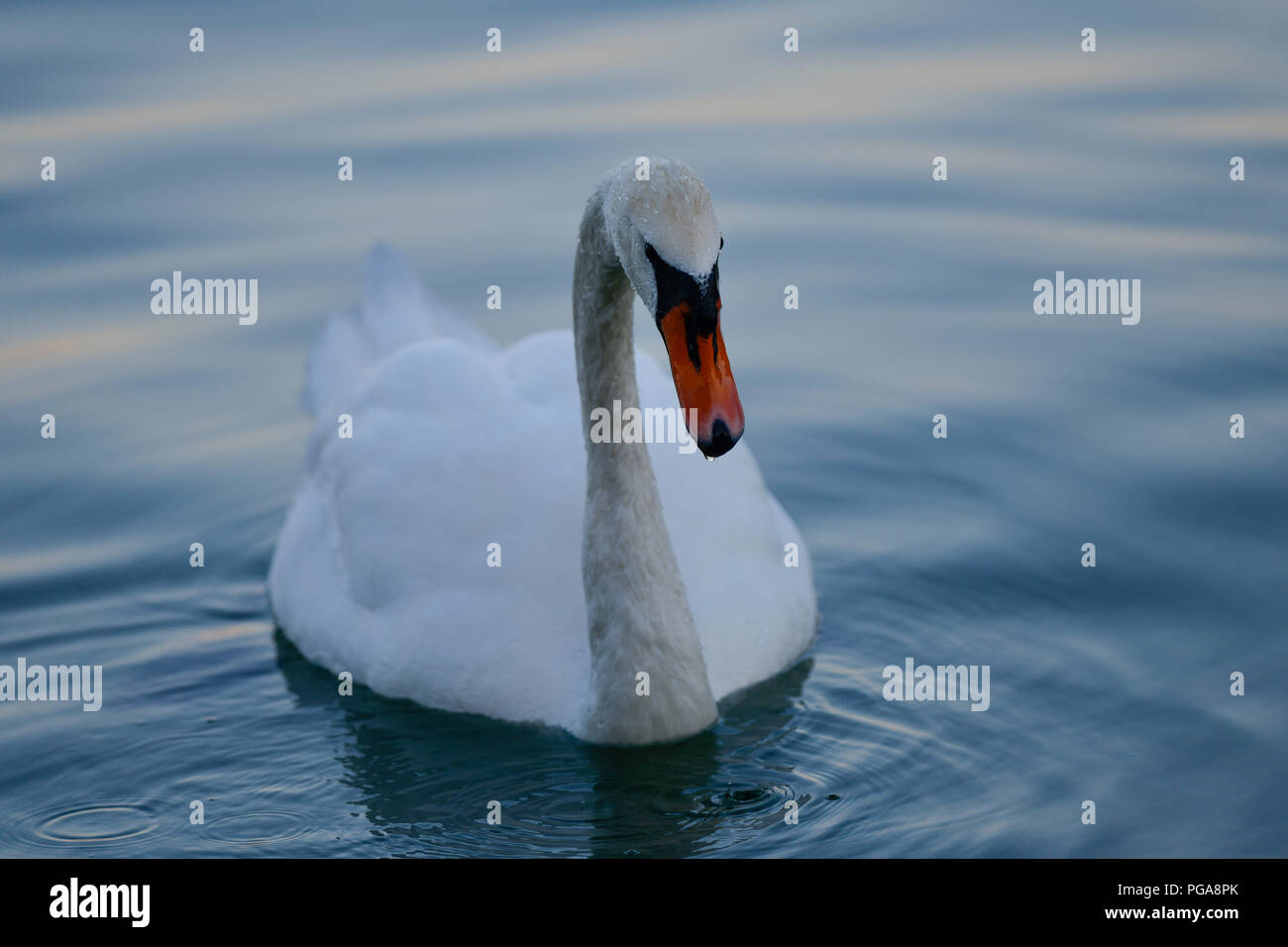 Mute swan (Cygnus olor) in the water, Germany Stock Photo