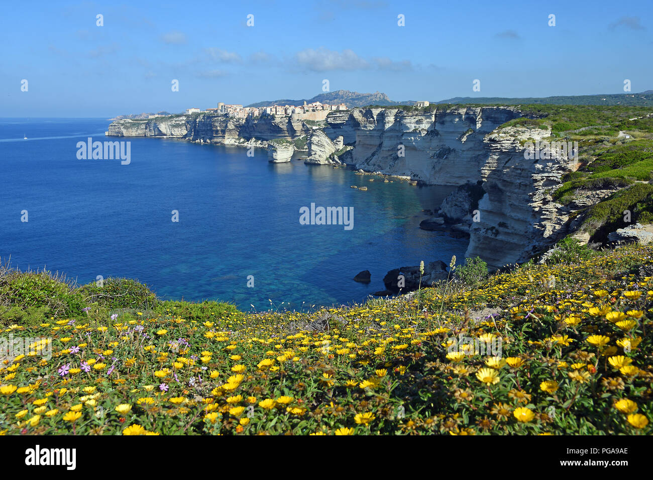 Yellow daisies (Euryops abrotanifolius) on steep cliffs, rocky coast near Bonifacio, Corsica, France Stock Photo