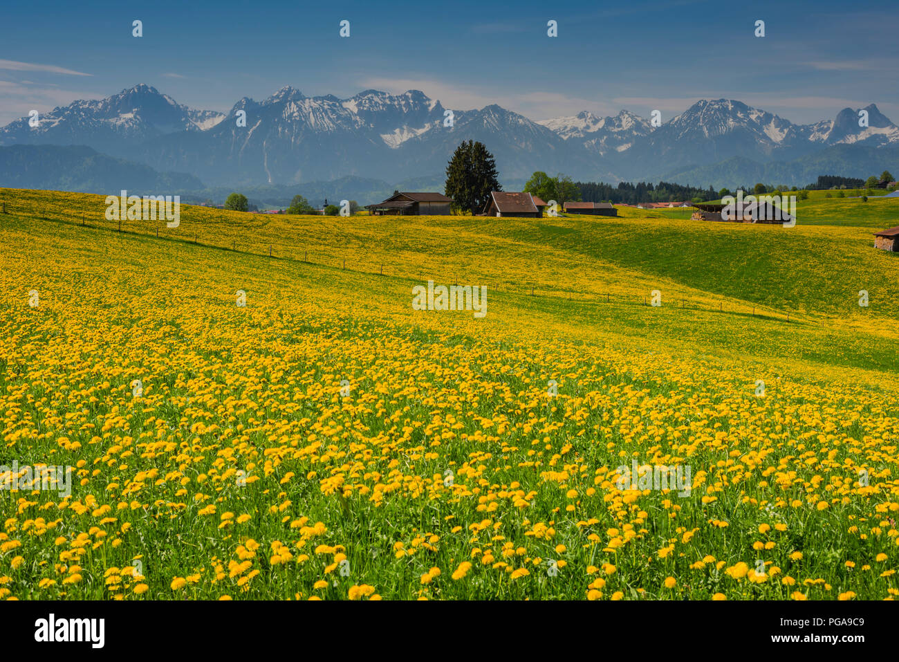 Blooming Dandelion meadow (Taraxacum), natural landscape at Füssen, Ostallgäu, Bavaria, Germany Stock Photo