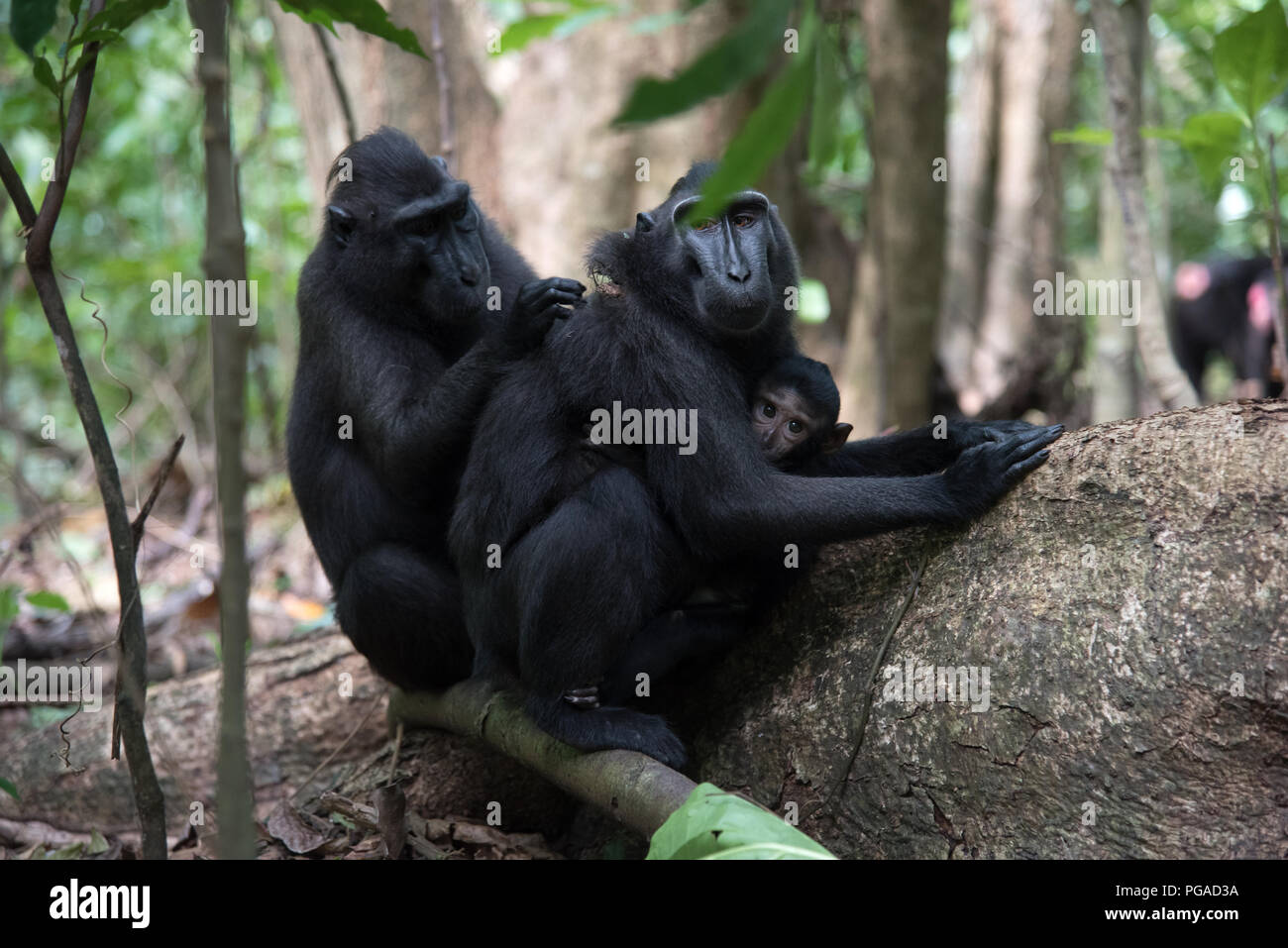 Family of black crested macaques (Macaca nigra) in Tangkoko rainforest nature reserve in North Sulawesi near to Manado, Indonesia Stock Photo