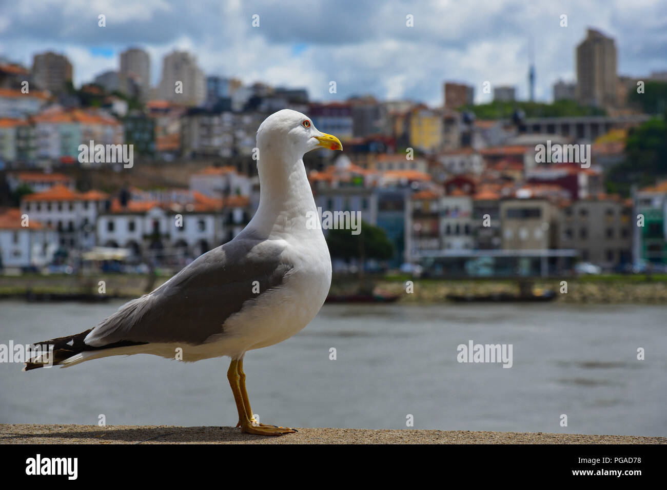 A sea gull / seagull enjoying live near river Douro in Porto, Portugal. Stock Photo
