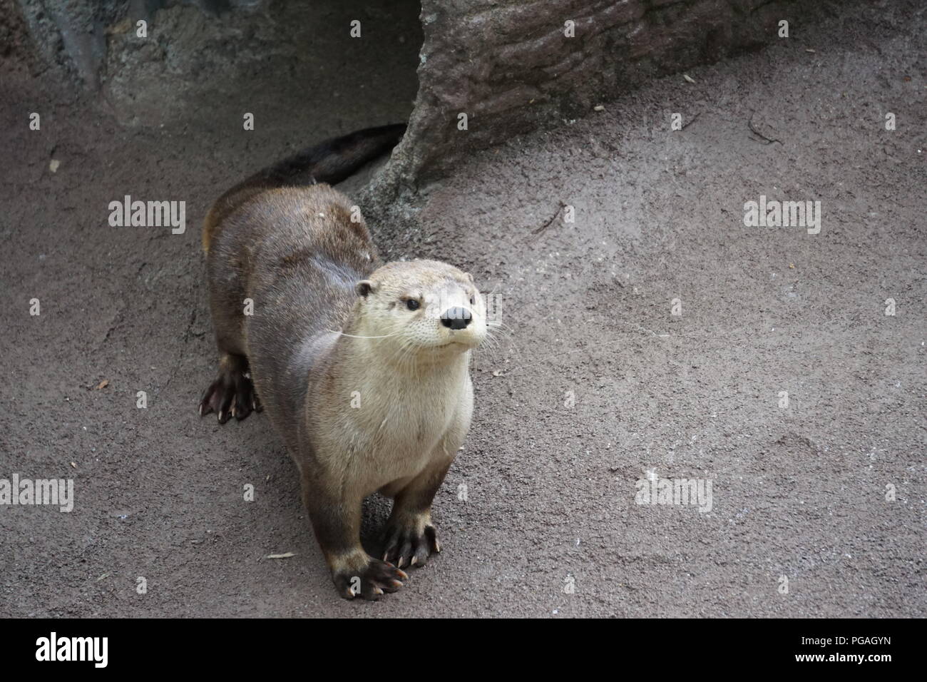 Otters in the Wildlife Encounters at Ober Gatlinburg, Gatlinburg Tennessee. Stock Photo