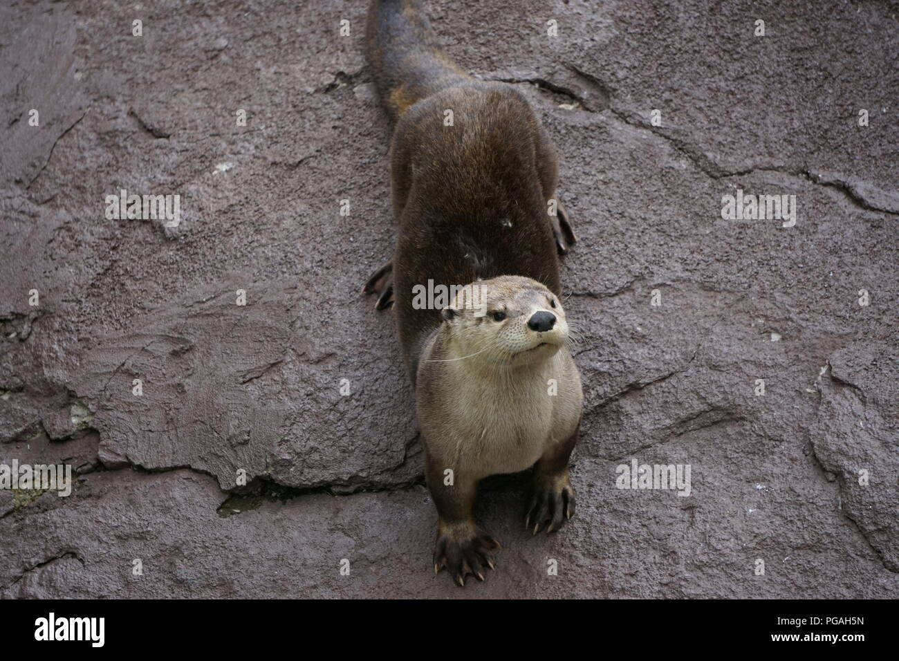 Otters in the Wildlife Encounters at Ober Gatlinburg, Gatlinburg Tennessee. Stock Photo