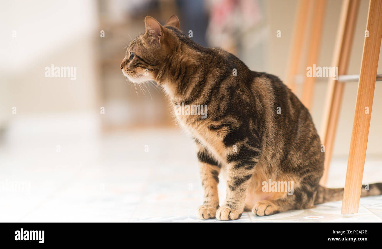 Beautiful relaxed domestic cat at home Stock Photo