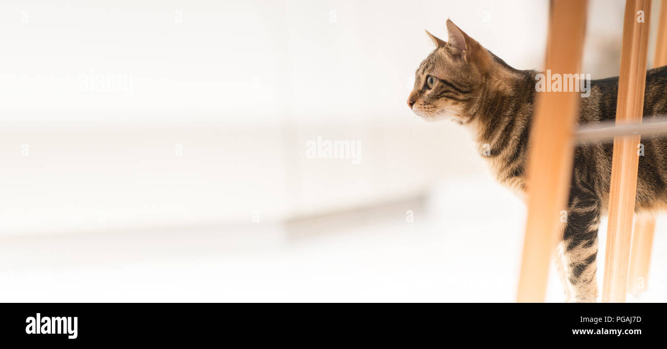 Beautiful relaxed domestic cat at home Stock Photo