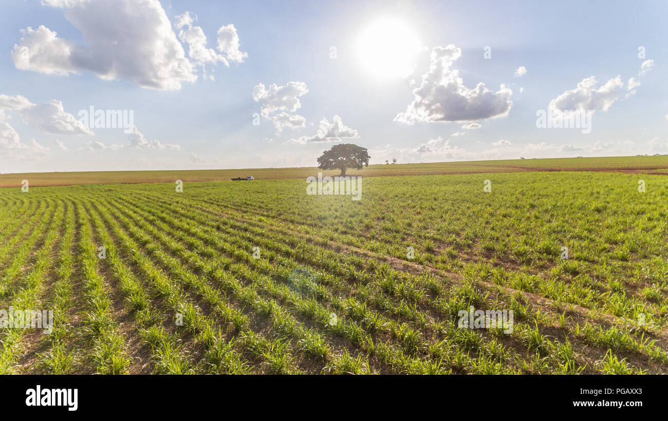 Sugarcane plantation field aerial view with sun light. Agricultural industrial. Stock Photo