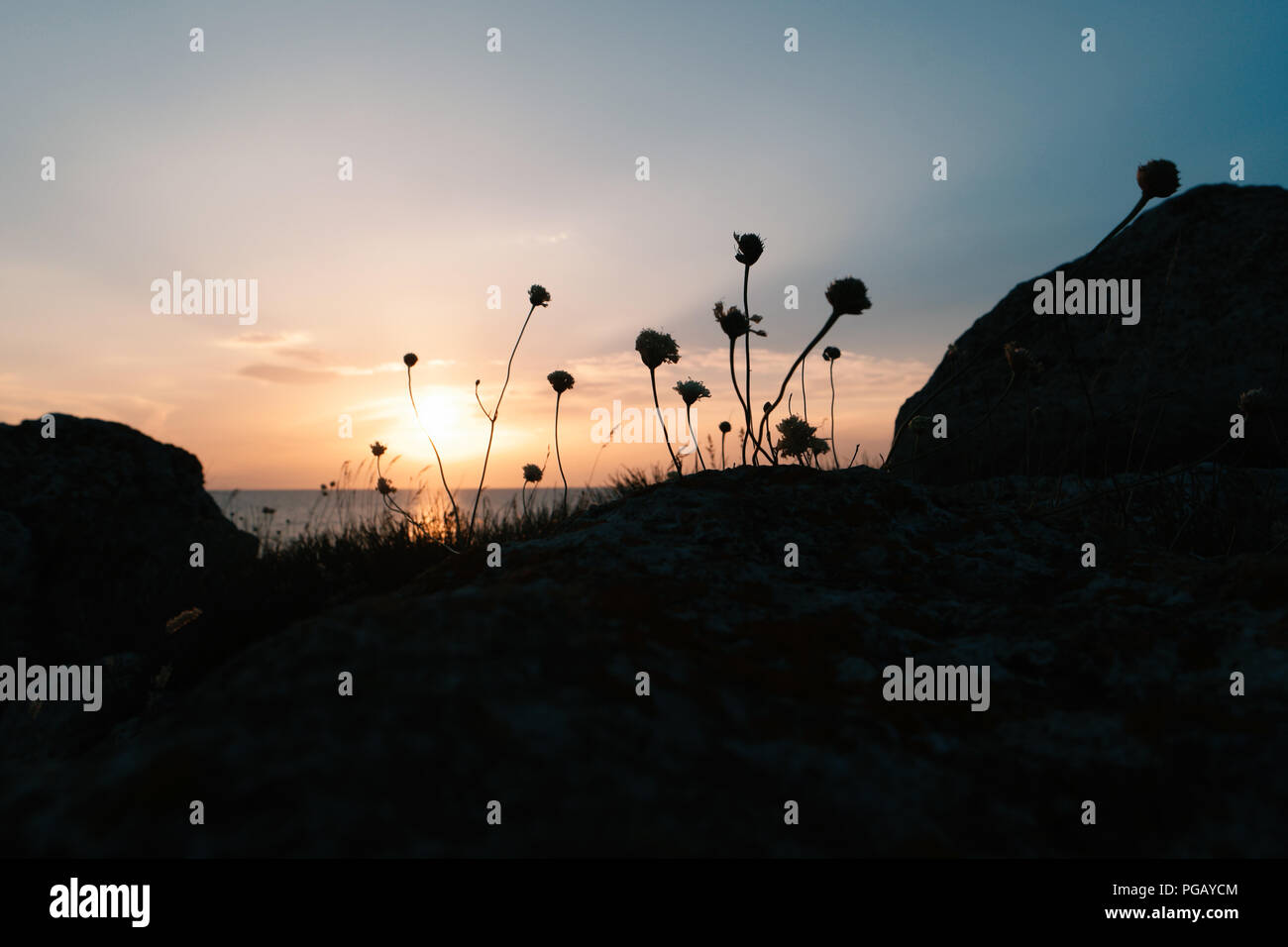 Sunset Nature. grass and flowers as silhouette in front of sunset sky