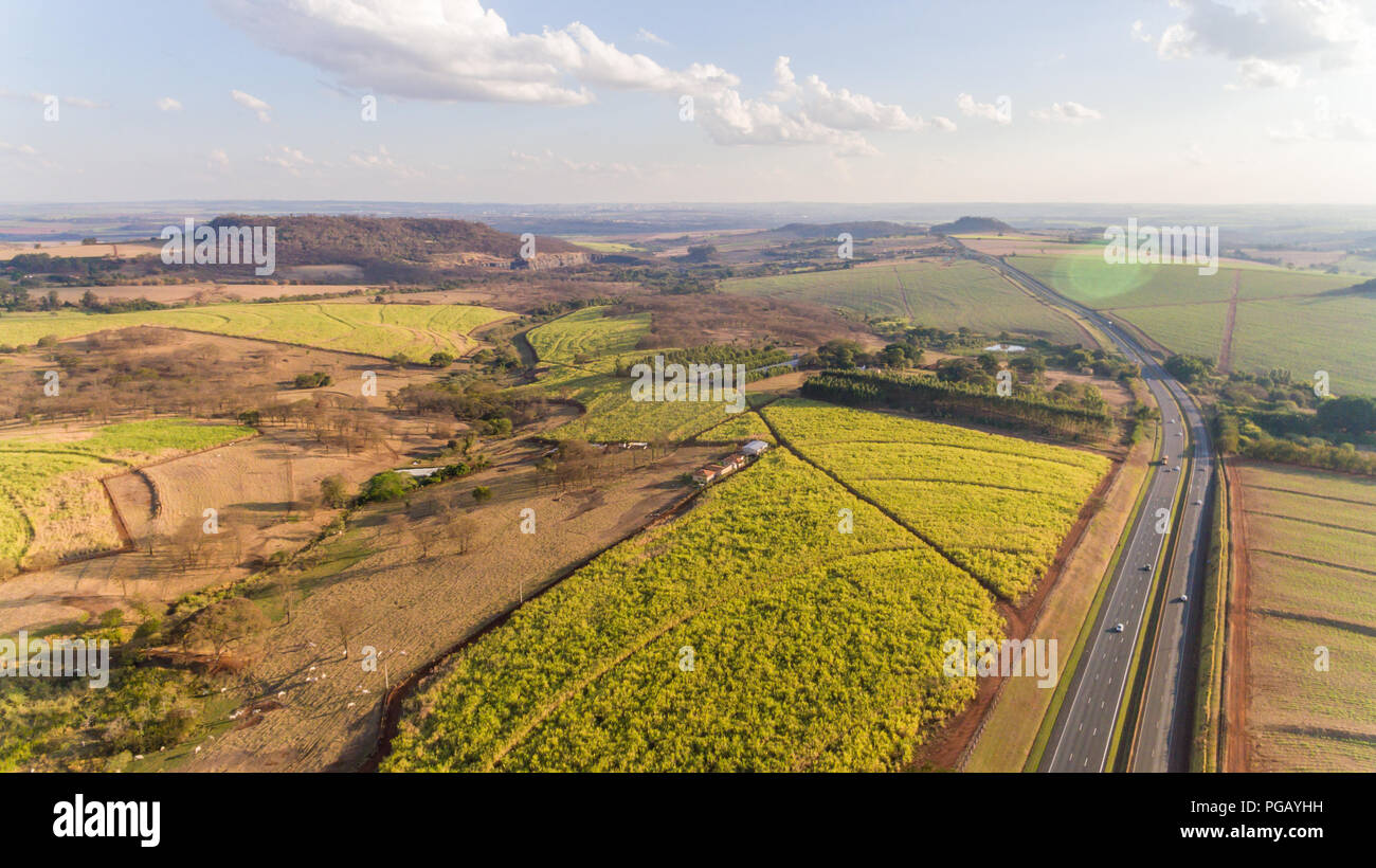 Sugarcane plantation field aerial view with sun light. Agricultural industrial. Stock Photo
