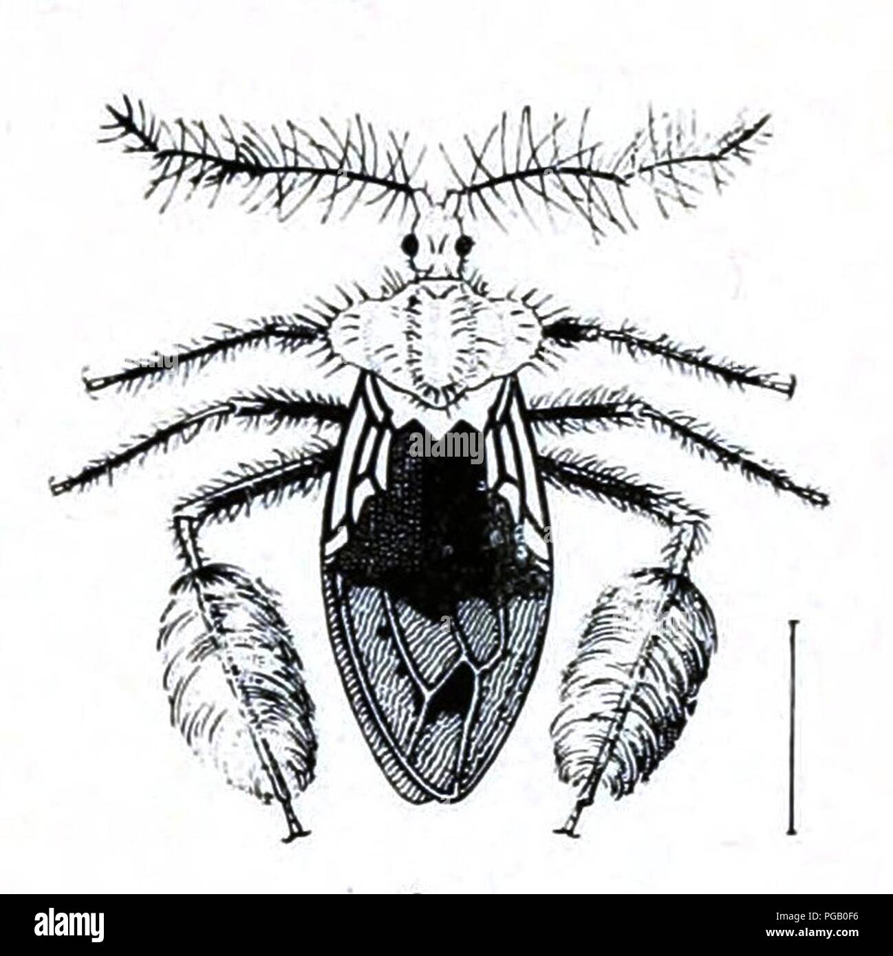 Australian insects (Plate XXXI) (7268263964) 9. Stock Photo