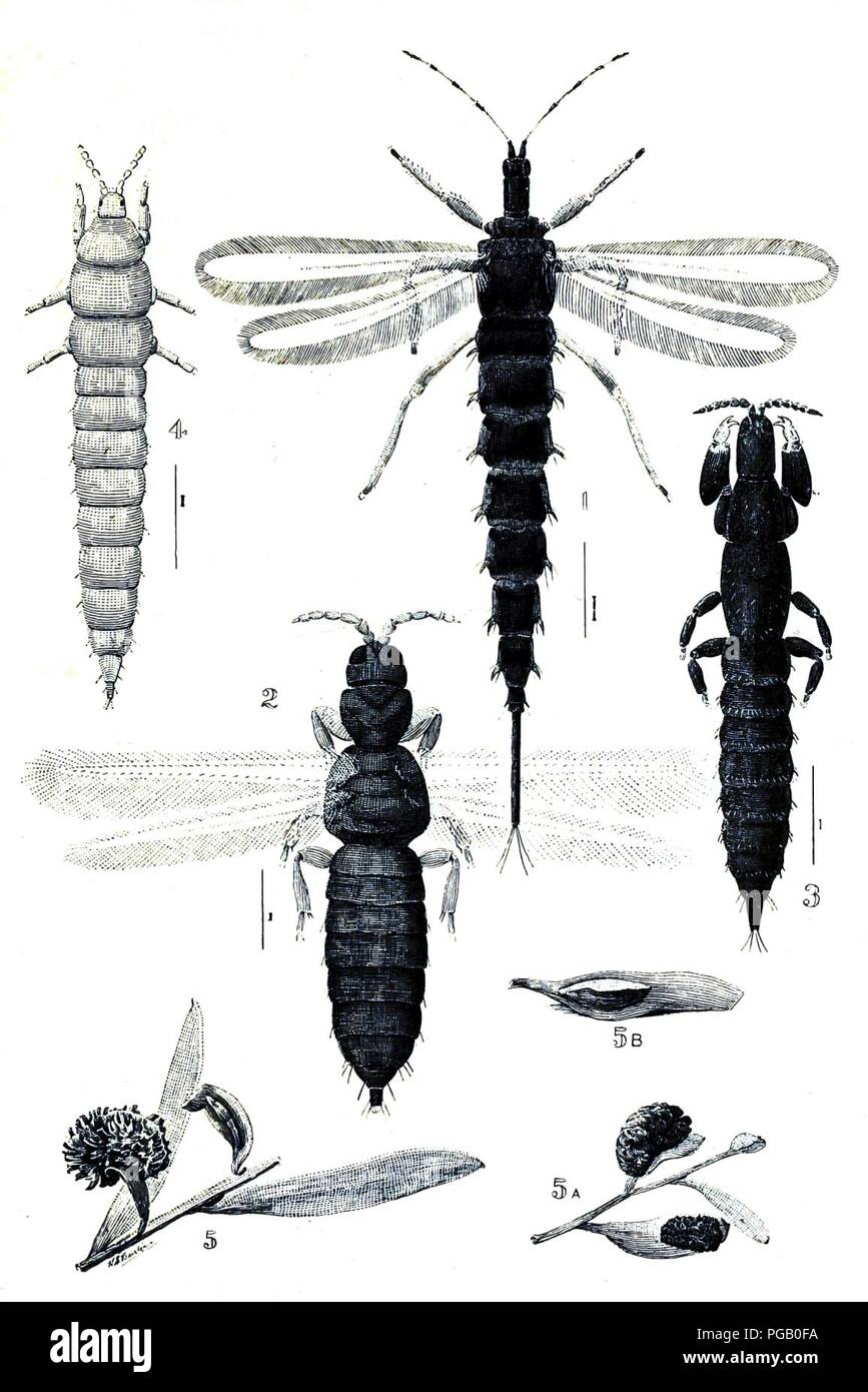 Australian insects (Plate XXXVII) (7268276524). Stock Photo
