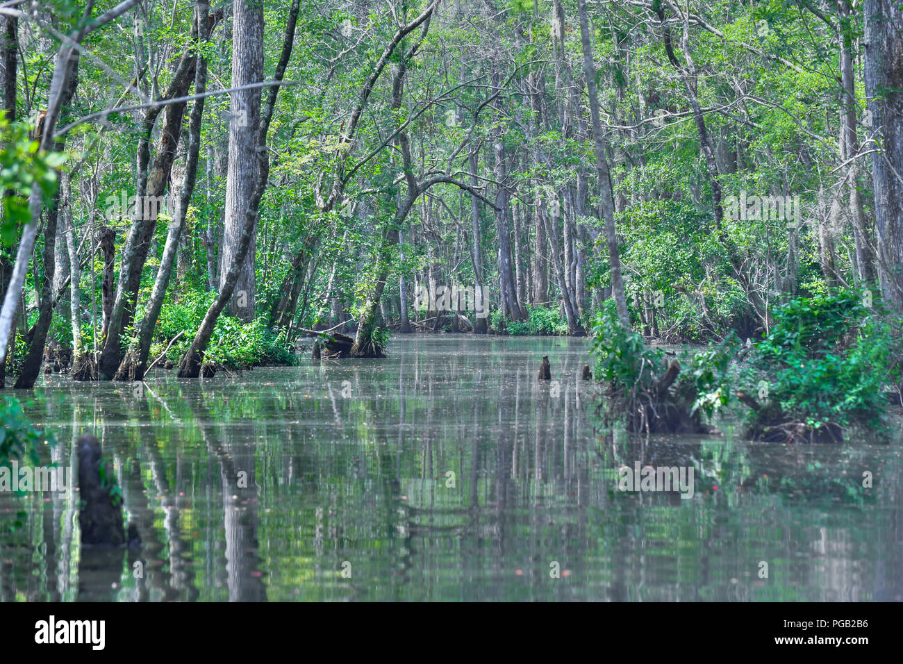 Beautiful bald cypress swamp trees in North Carolina United States - tree reflection in tranquil brackish water - Shalotte river Stock Photo