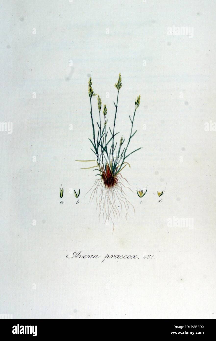 Avena praecox — Flora Batava — Volume v7. Stock Photo