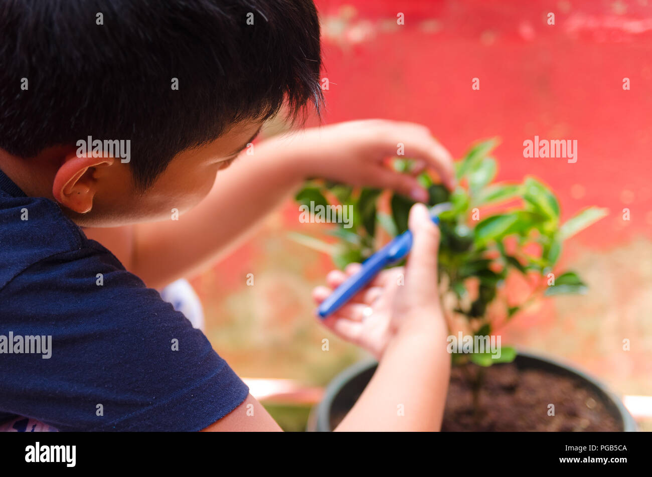 Young boy harvesting calamansi fruit from a home garden Stock Photo