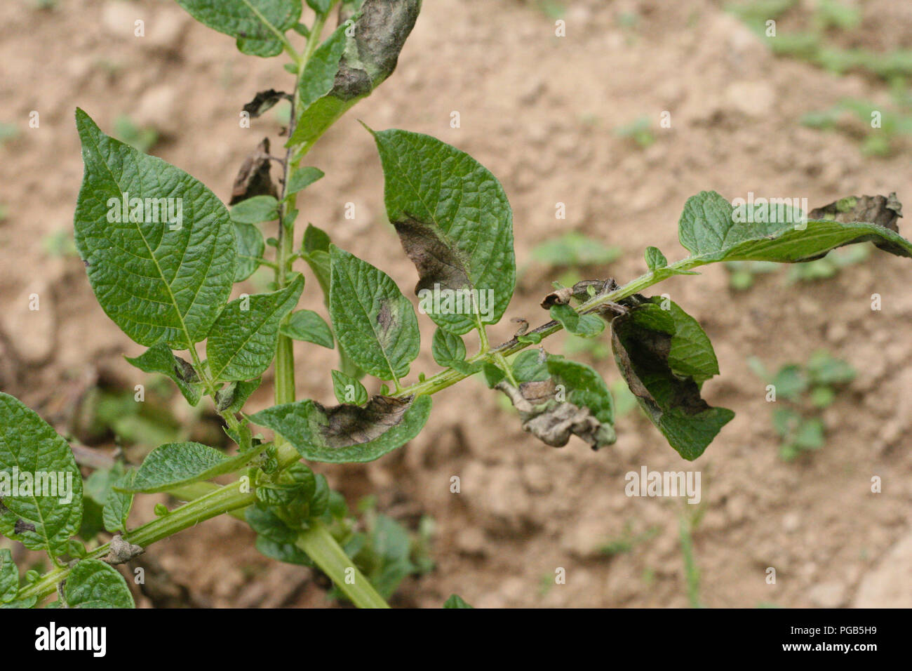 Potato late blight symptom on leaves Stock Photo