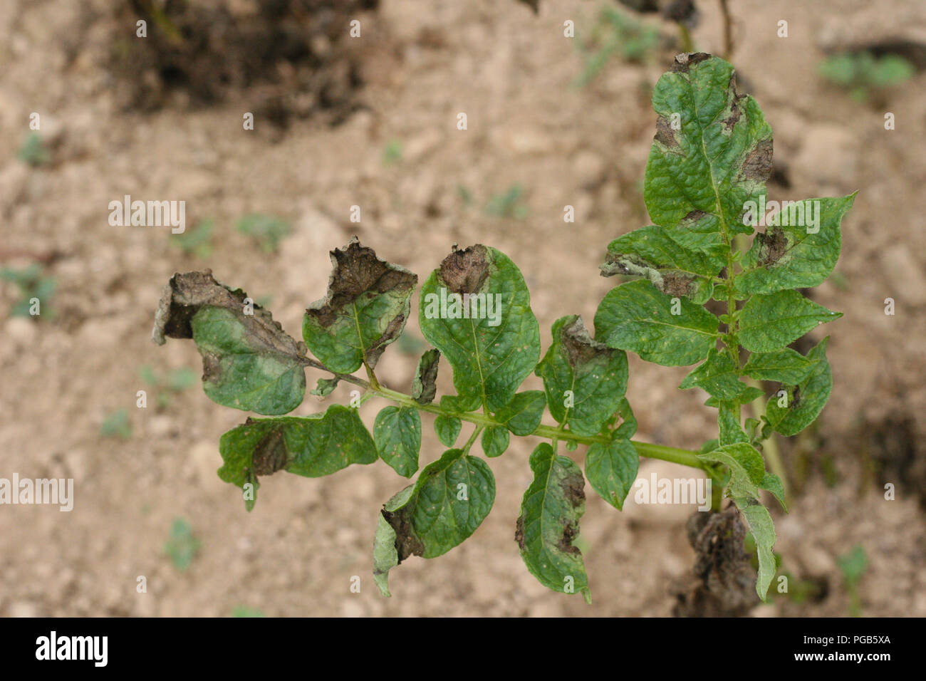 Potato late blight symptom on leaves Stock Photo