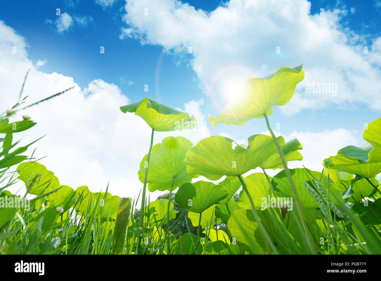 green lotus leaves on the blue sky background Stock Photo - Alamy