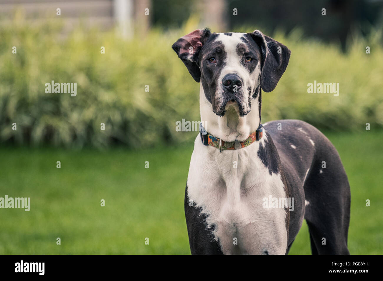 Tall black and white Great Dane staring at camera Stock Photo - Alamy