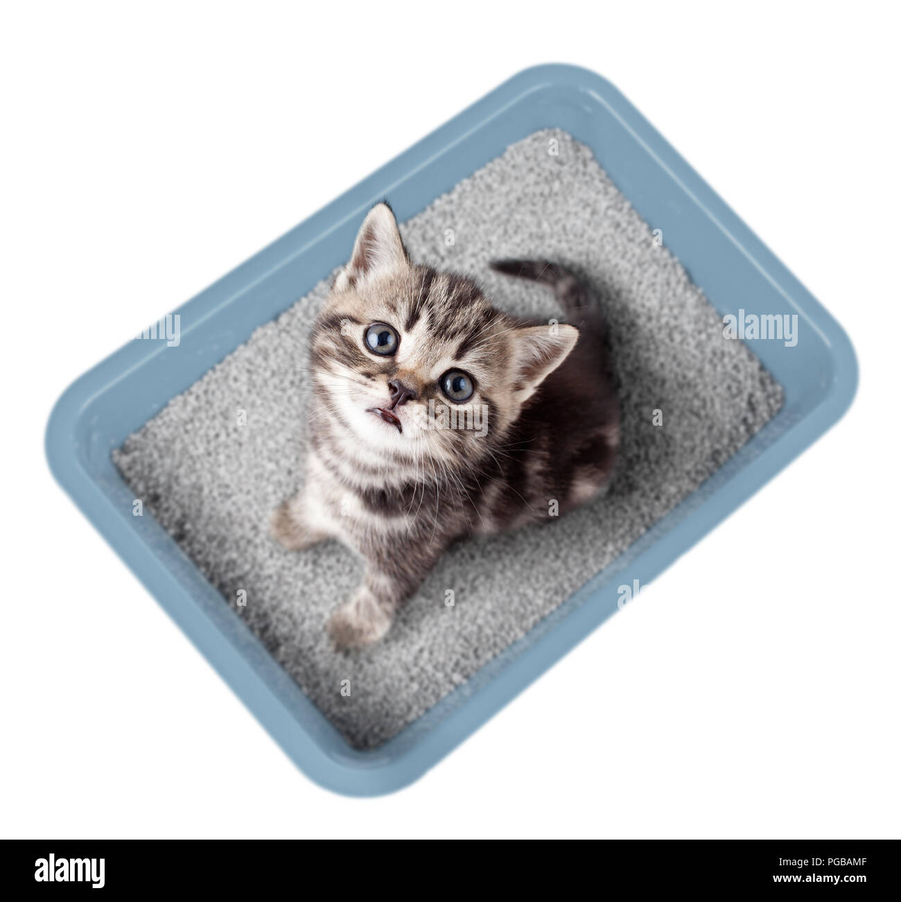 Cat sitting in litter box isolated top view Stock Photo Alamy