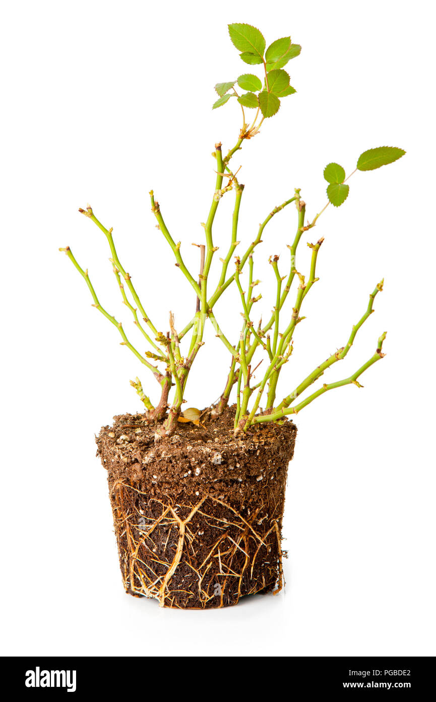 Bush of a decorative rose with roots isolated on the white background Stock Photo