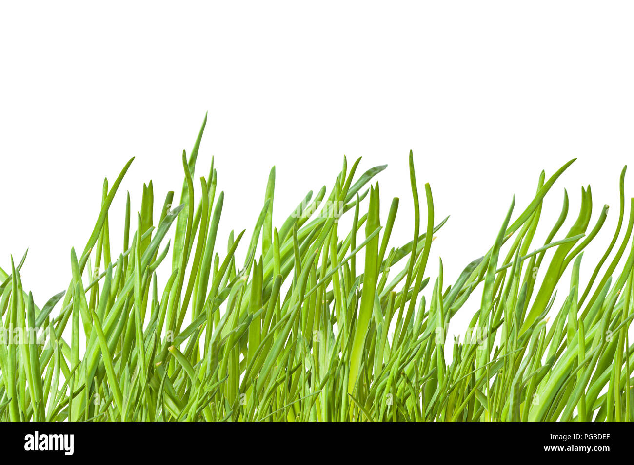 green onion on the white background Stock Photo - Alamy