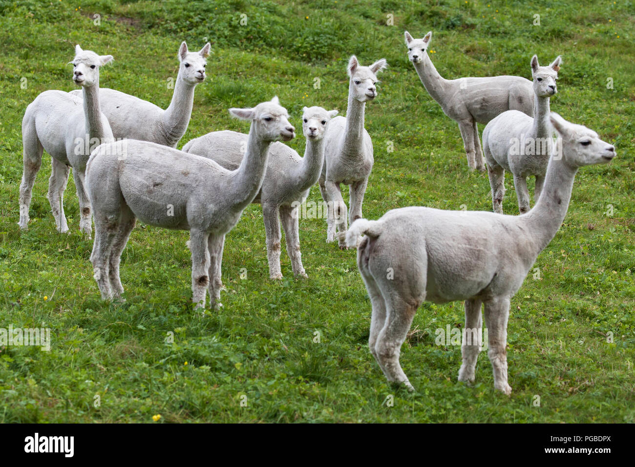 Herd of Alpacas in a pasture, Hornindal, Sogn og Fjordane, Norway. Stock Photo