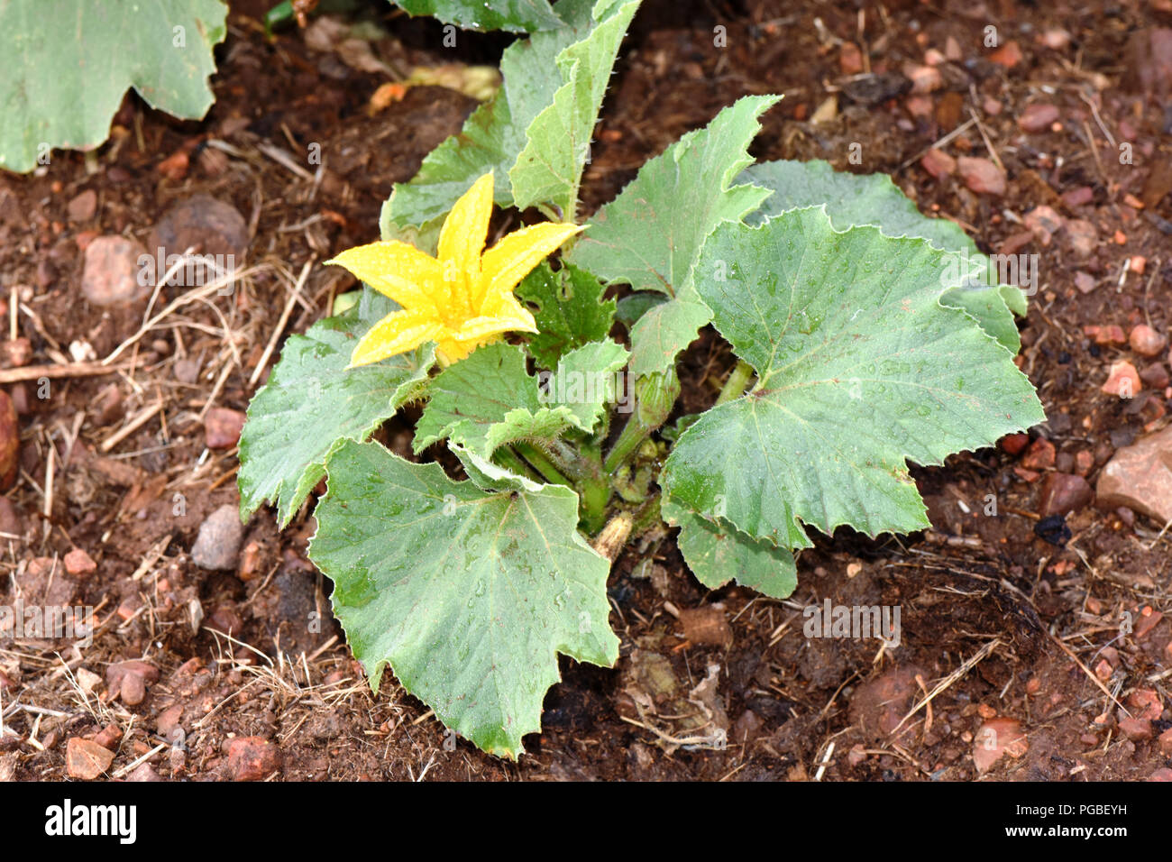 Gen Squash plant in vegetable patch early in morning Stock Photo