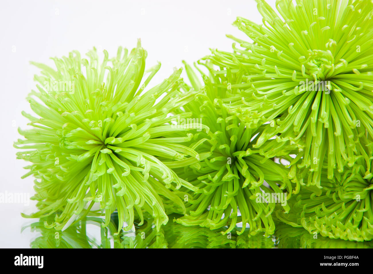Green chrysanthemums hires stock photography and images Alamy