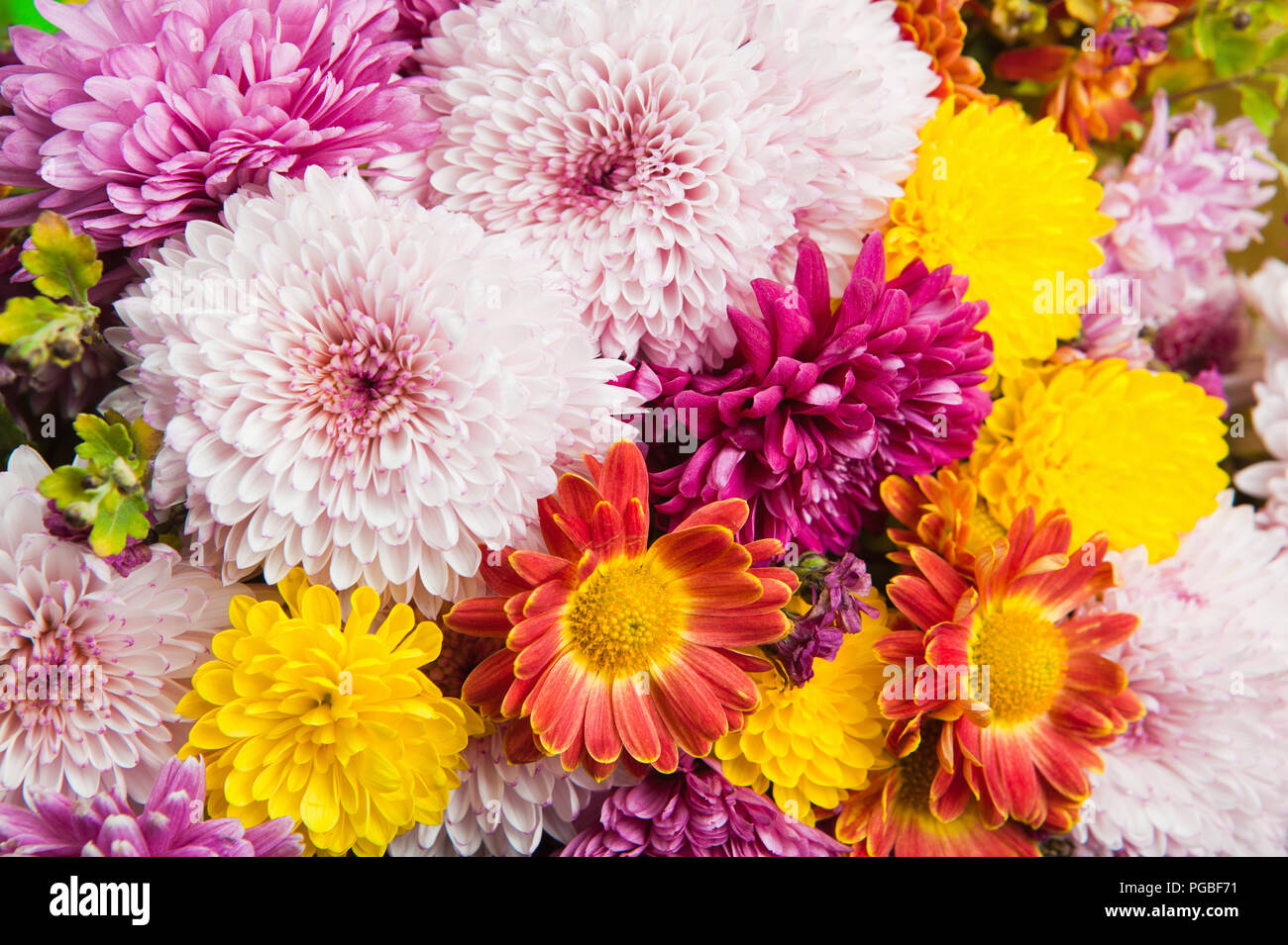 Colorful chrysanthemum and daisy flowers Stock Photo Alamy