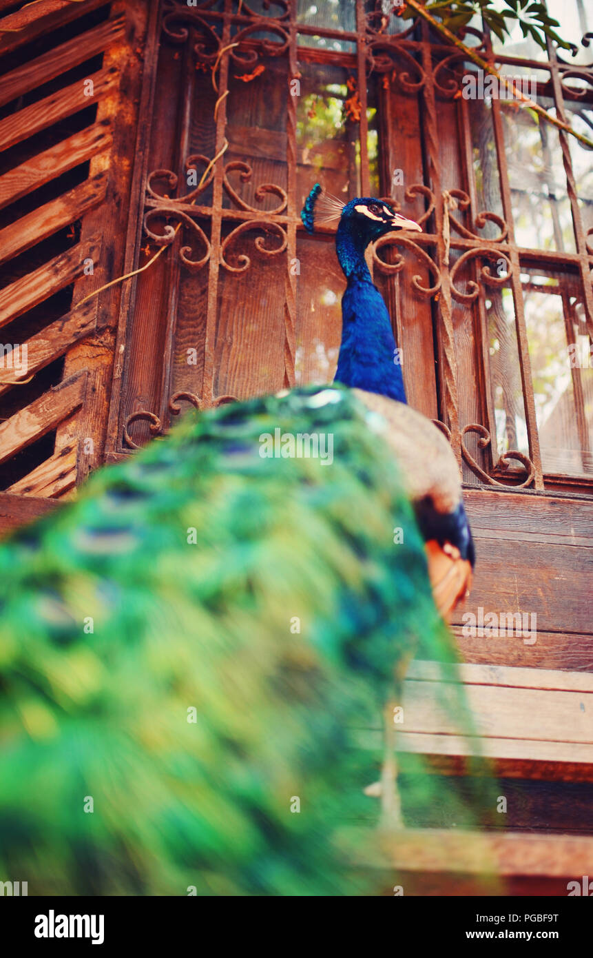 Closeup portrait of a peacock/peafowl Stock Photo