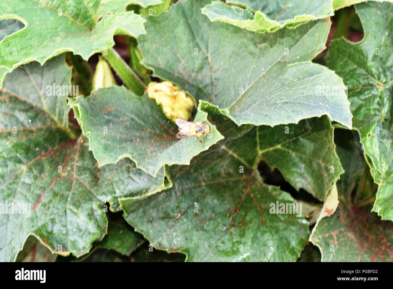 Gen Squash plant in vegetable patch early in morning Stock Photo