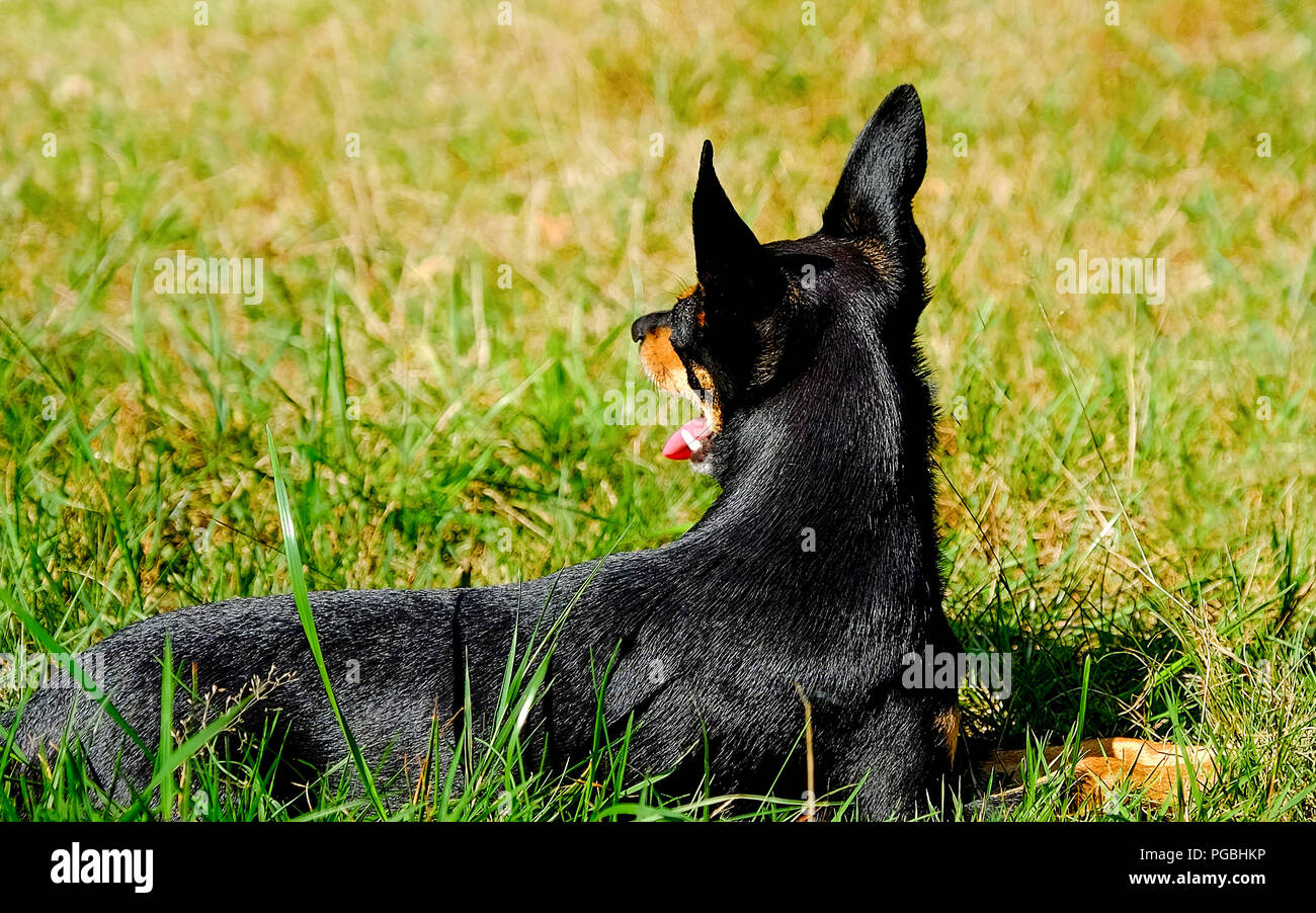 Dog lies on the grass. The miniature Pinscher. A mini Doberman. Stock Photo
