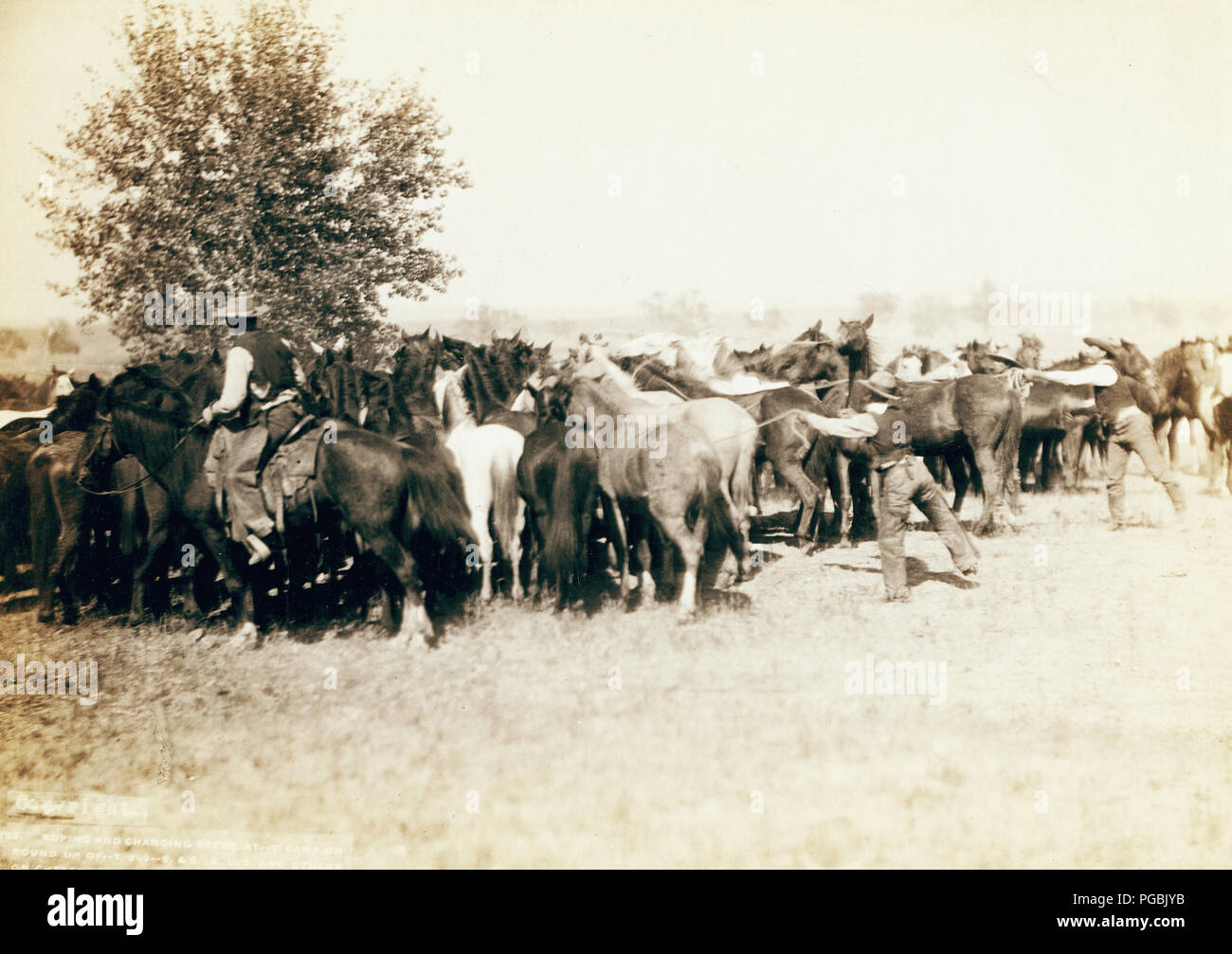 Rear view of three cowboys roping a herd of horses. Stock Photo