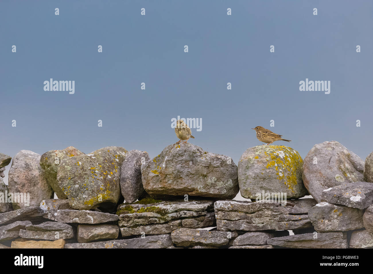 Meadow pipits, two meadow pipits on dry stone walling in the Yorkshire Dales, England.  Scientific name: Anthus pratensis.  Horizontal. Stock Photo