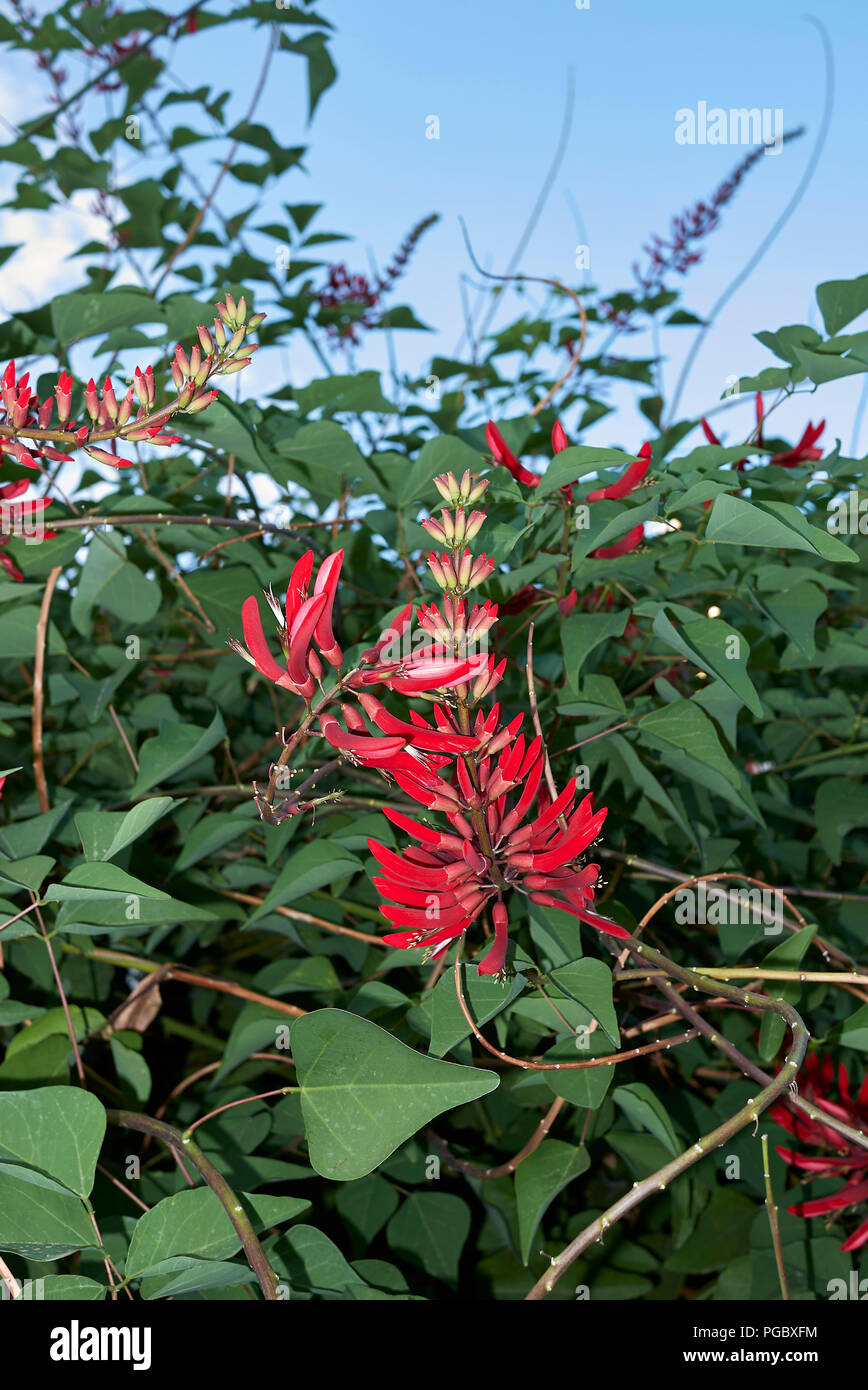 Mamou plant hires stock photography and images Alamy