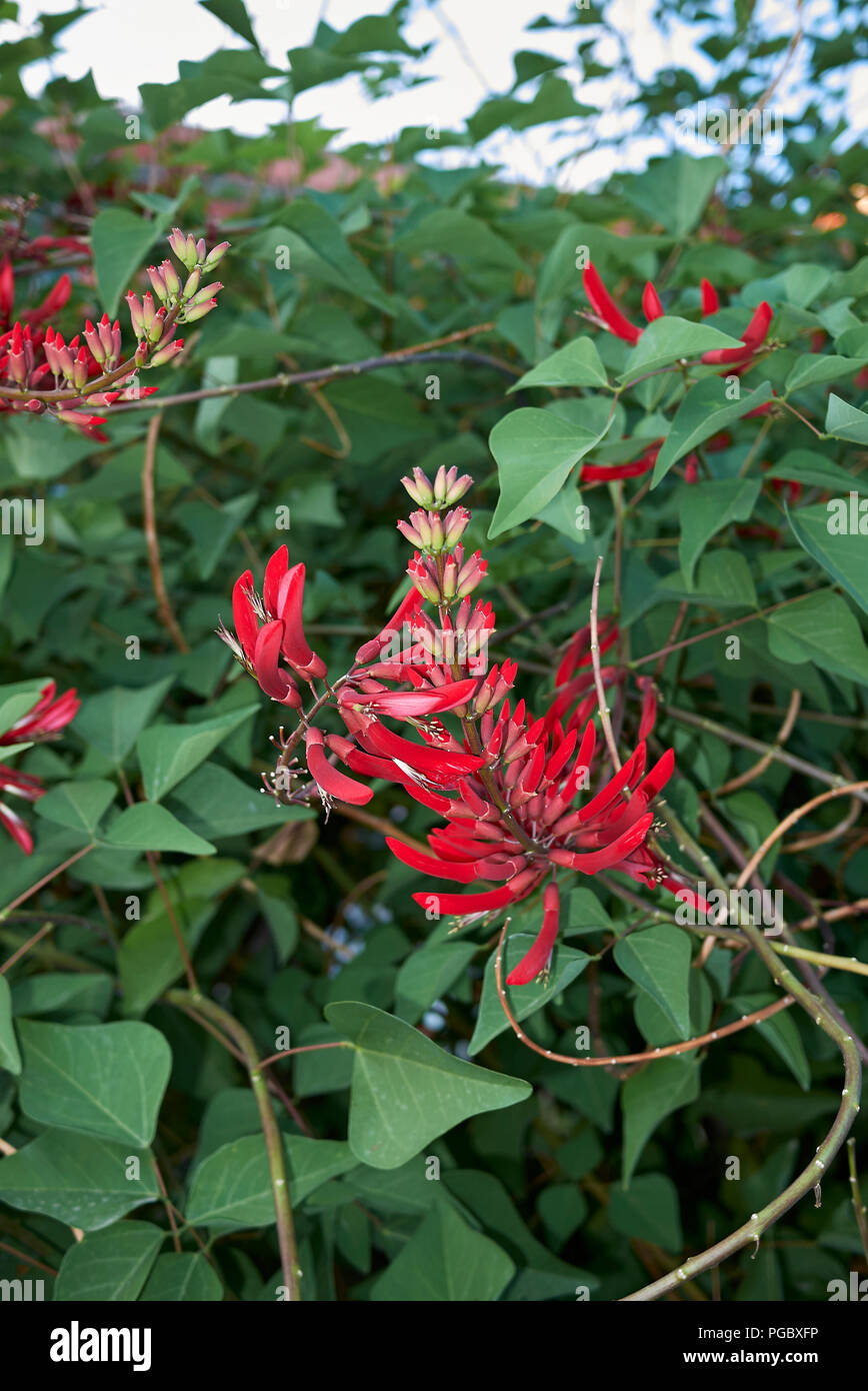 Mamou plant hires stock photography and images Alamy