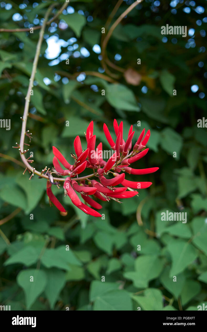 Erythrina herbacea Stock Photo Alamy