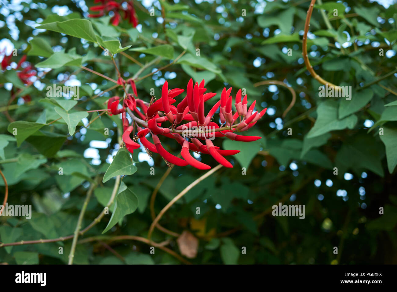 Mamou hires stock photography and images Alamy