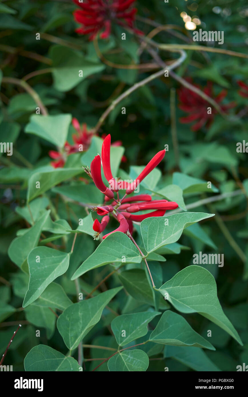 Mamou plant hires stock photography and images Alamy